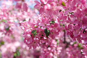 sakura tree blossoms in the spring park