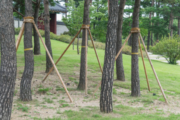 Fototapeta na wymiar Young trees being supported by wooden stakes