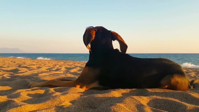 Funny happy portrait of a dog at the beach wearing sunglasses.