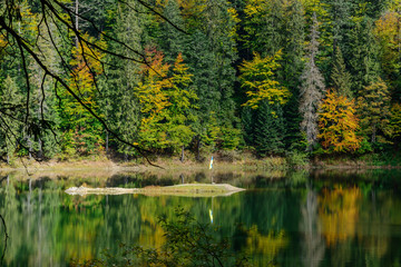 View of Synevir high-altitude lake by autumn day. The leaf fall forest is reflected in water of lake.