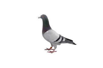close up of speed racing pigeon bird isolate white background
