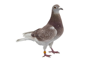 Fototapeta premium close up of speed racing pigeon bird isolate white background