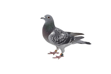 close up of speed racing pigeon bird isolate white background