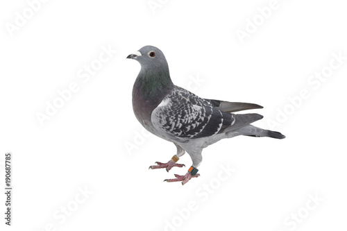 "close up of speed racing pigeon bird isolate white background" Stock
