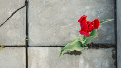 Beautiful flower red Tulip growing in a crack of the pavement through the asphalt. The life force of plants.