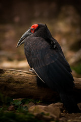 Southern ground hornbill, Bucorvus leadbeateri