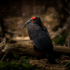 Southern ground hornbill, Bucorvus leadbeateri