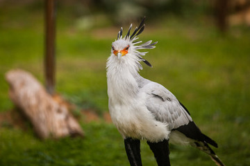 Sagittarius serpentarius, known as the Secretary Bird