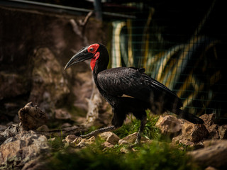 Southern ground hornbill, Bucorvus leadbeateri