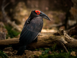 Southern ground hornbill, Bucorvus leadbeateri