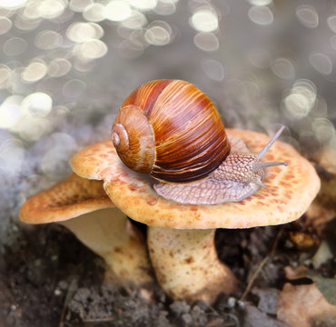 A grape snail on a mushroom cap in the forest.