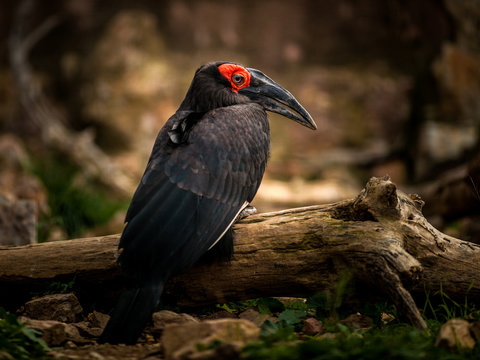 Southern Ground Hornbill, Bucorvus Leadbeateri