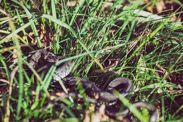 Grass snake (Natrix natrix) bite self, called the ringed snake or water snake, is a Eurasian non-venomous snake.