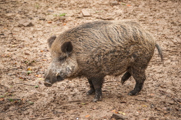 Adult Male - Wild Boar