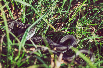 Grass snake (Natrix natrix) bite self, called the ringed snake or water snake, is a Eurasian non-venomous snake.