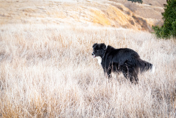 Black and white dog in a field of tall dry grass.