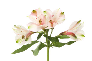 Obraz na płótnie Canvas Alstroemeria flowers and foliage