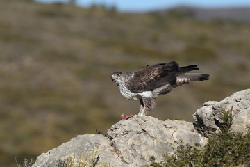 Bonelli's eagle in spain