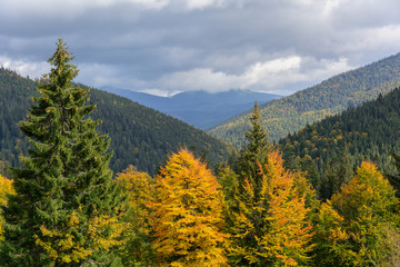 View of mountains and autumn forest  near Synevyr Lake in leaf fall day before rain.