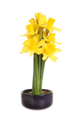 Daffodil arrangement isolated