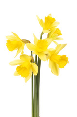 Bunch of daffodils