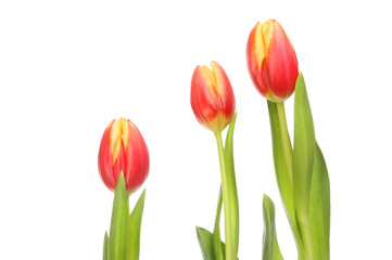 Red and yellow tulips