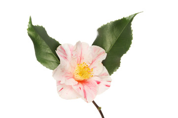 Fototapeta premium Variegated camellia flower