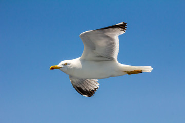 European herring gull, seagull (Larus argentatus) flying in the summer along the shores of Aegean sea near Athens, Greece