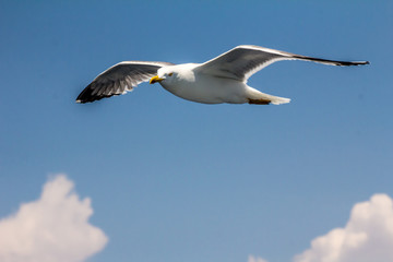 Naklejka premium European herring gull, seagull (Larus argentatus) flying in the summer along the shores of Aegean sea near Athens, Greece