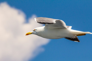 European herring gull, seagull (Larus argentatus) flying in the summer along the shores of Aegean sea near Athens, Greece