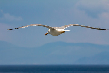 European herring gull, seagull (Larus argentatus) flying in the summer along the shores of Aegean sea near Athens, Greece