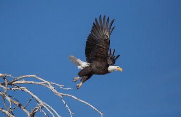 A bald eagle taking off from the top of a tree with wings spread wide