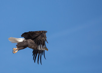 A bald eagle just after take off with wings in a down beat