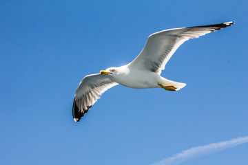 European herring gull, seagull (Larus argentatus) flying in the summer along the shores of Aegean sea near Athens, Greece