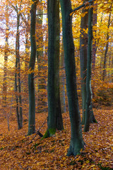 Colorful Autumn In Voderady Beechwood, Czechia