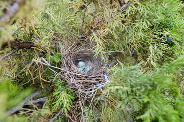  Robin Bird Nest with Blue Eggs in Tree