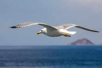 Fototapeta na wymiar European herring gull, seagull (Larus argentatus) flying in the summer along the shores of Aegean sea near Athens, Greece