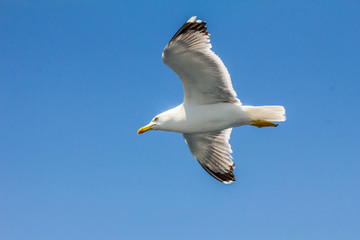 European herring gull, seagull (Larus argentatus) flying in the summer along the shores of Aegean sea near Athens, Greece