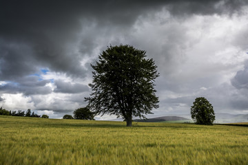 Fototapeta na wymiar Kildrummy Castle tree