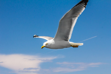 European herring gull, seagull (Larus argentatus) flying in the summer along the shores of Aegean sea near Athens, Greece