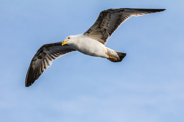 European herring gull, seagull (Larus argentatus) flying in the summer along the shores of Aegean sea near Athens, Greece