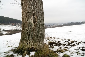 Abandoned walnut tree on snow covered meadow during winter. Slovakia	