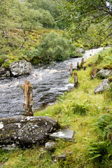 Wild river and dead tree stumps near Little Loch Broom, Scottish Highlands, Northern Scotland