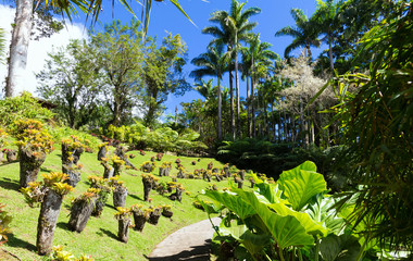The garden of Balata, Martinique island, French West Indies.