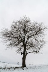 Fototapeta na wymiar Abandoned walnut tree on snow covered meadow during winter. Slovakia 