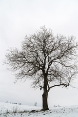 Fototapeta na wymiar Abandoned walnut tree on snow covered meadow during winter. Slovakia 