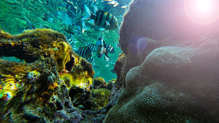 fish swim in corals in the sea