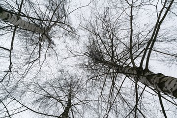 Fototapeta na wymiar Bitch Tree crowns. Slovakia