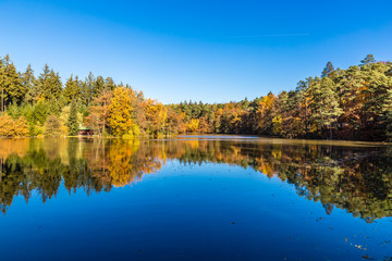 Colorful Autumn In Voderady Beechwood, Czechia