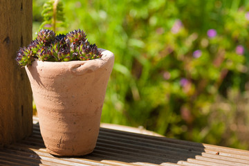 sedum plant in rustic pot
